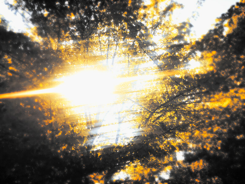 Sunlight Through Tree Branches — Yellow, Dramatic, Afternoon