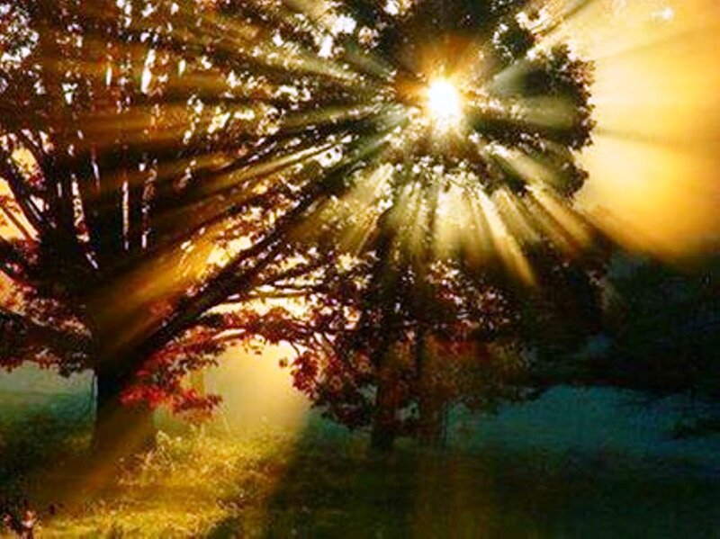 Sunlight Through Tree Branches — Yellow, Dramatic