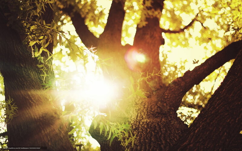 Sunlight Through Tree Branches — Yellow, Serene, Afternoon