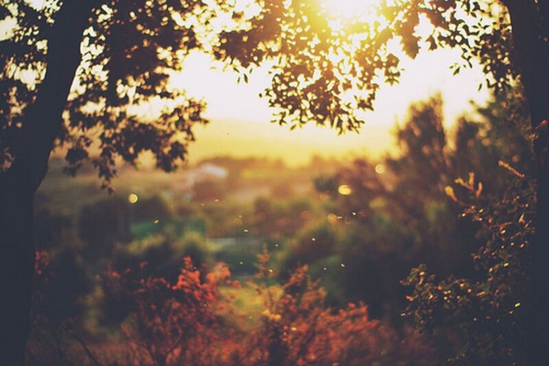 Sunlight Through Tree Branches — Yellow, Serene, Sunset