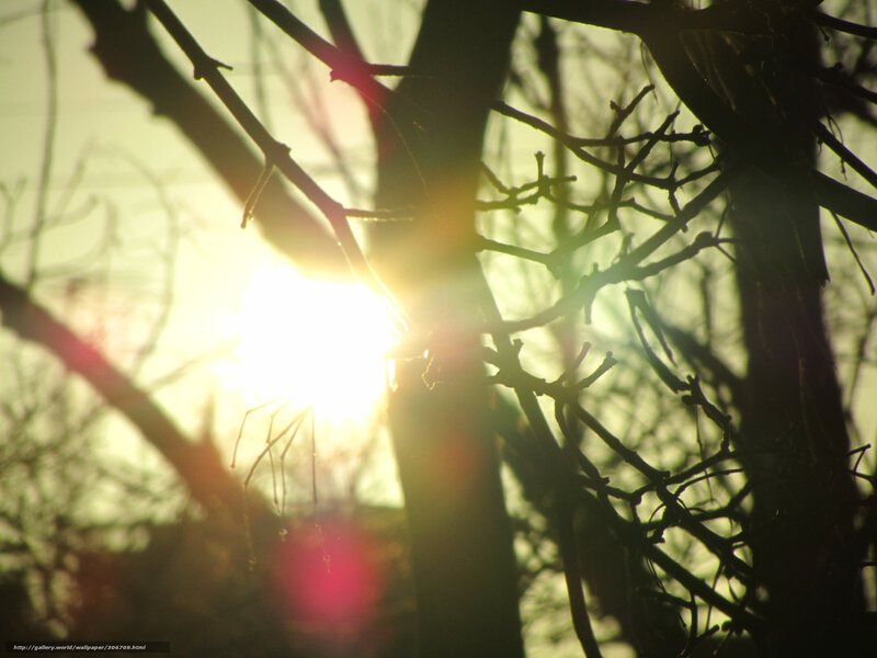 Sunlight Through Tree Branches — Yellow, Serene