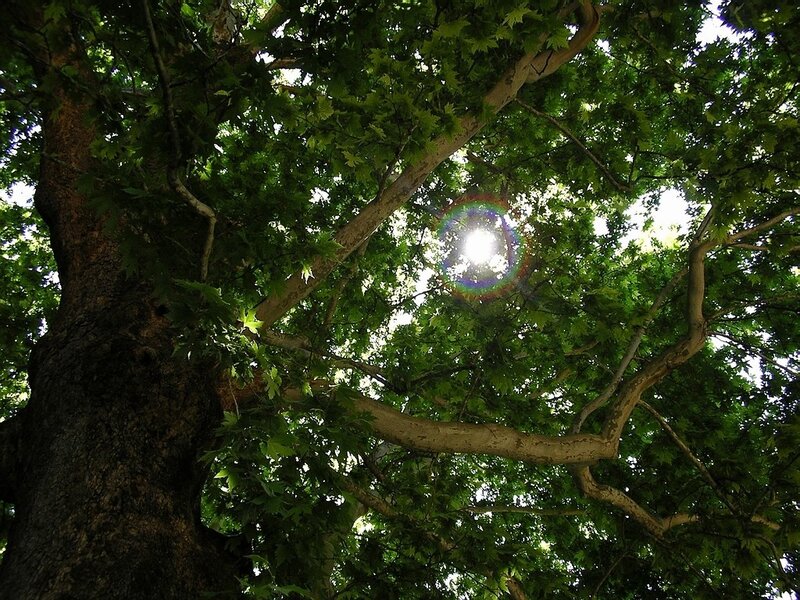 Sunlight through tree canopy