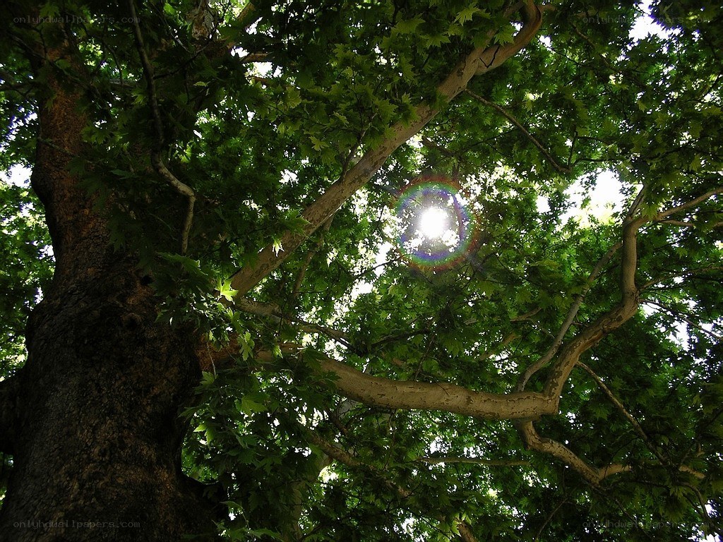 Sunlight through tree canopy