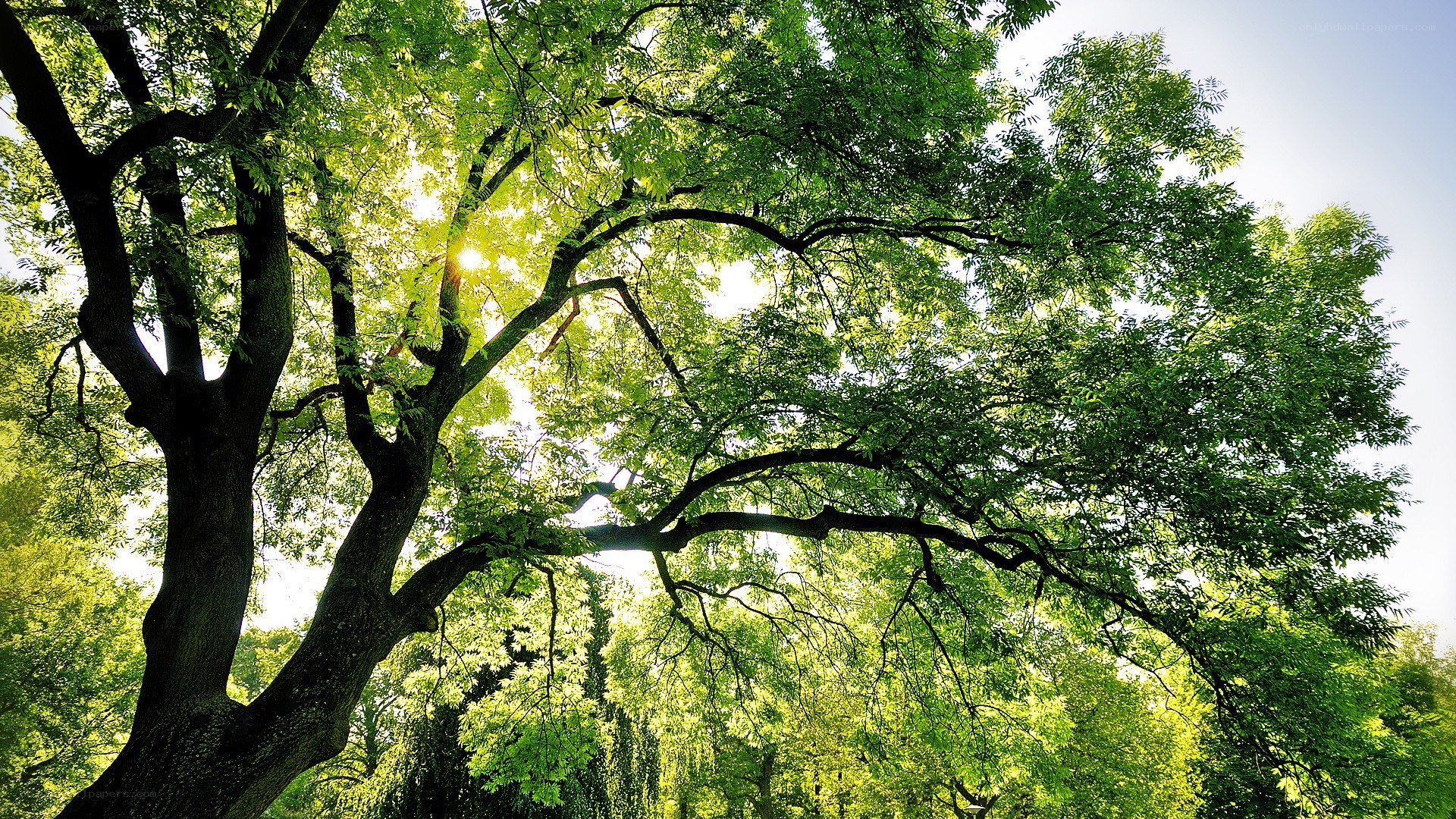 Sunlight through tree canopy