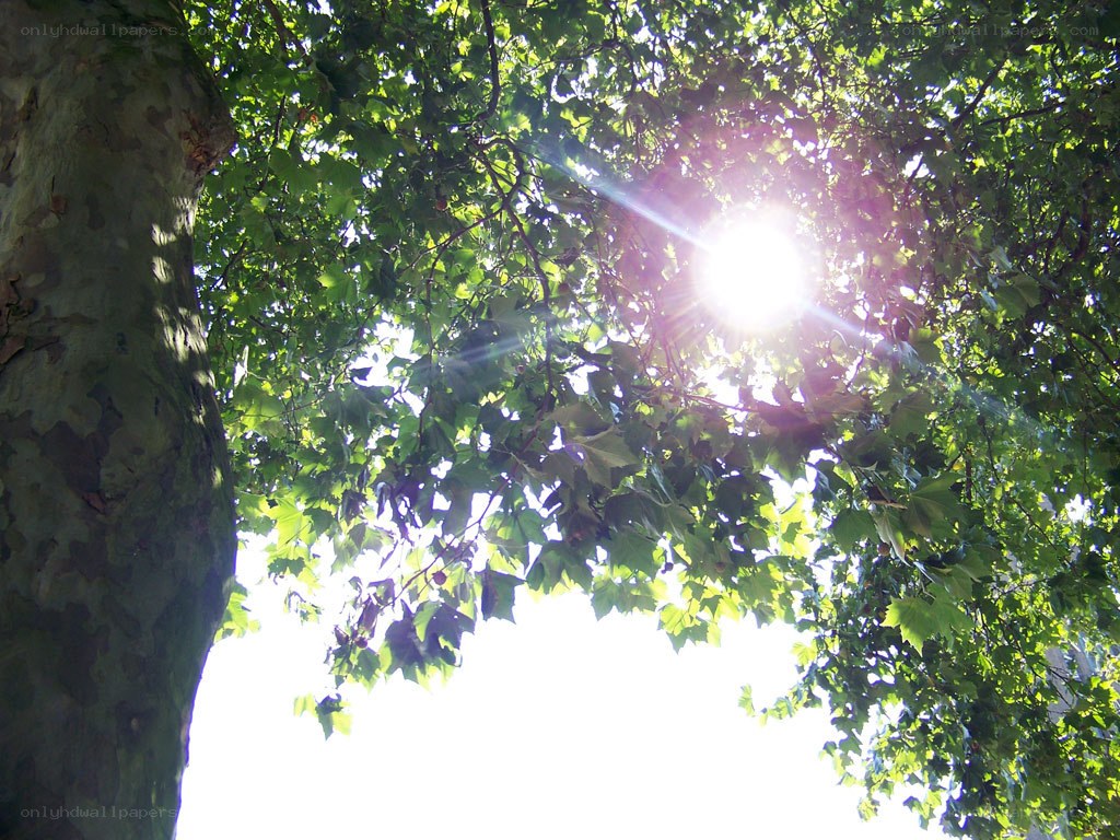 Sunlight through tree canopy