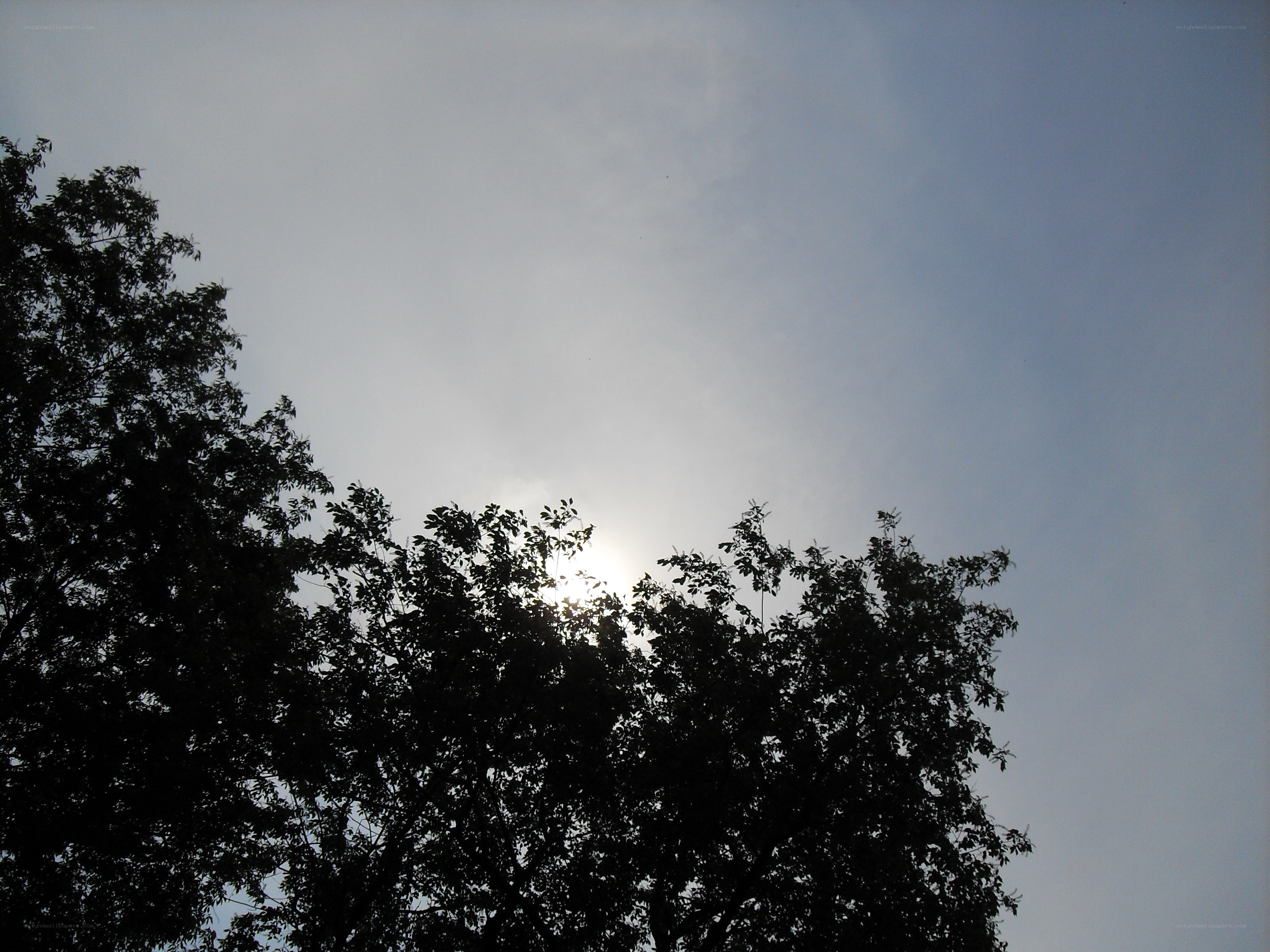 Sunlight through tree canopy