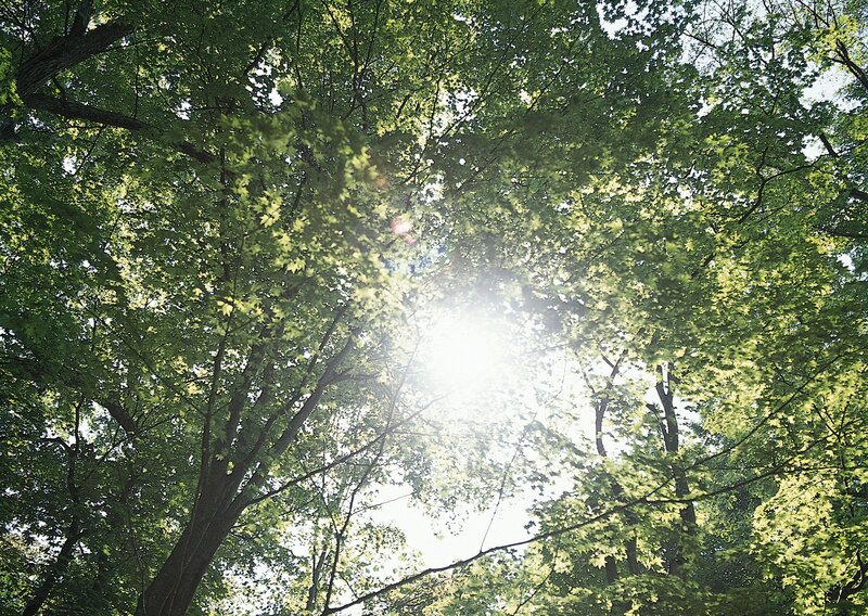 Sunlight through tree canopy