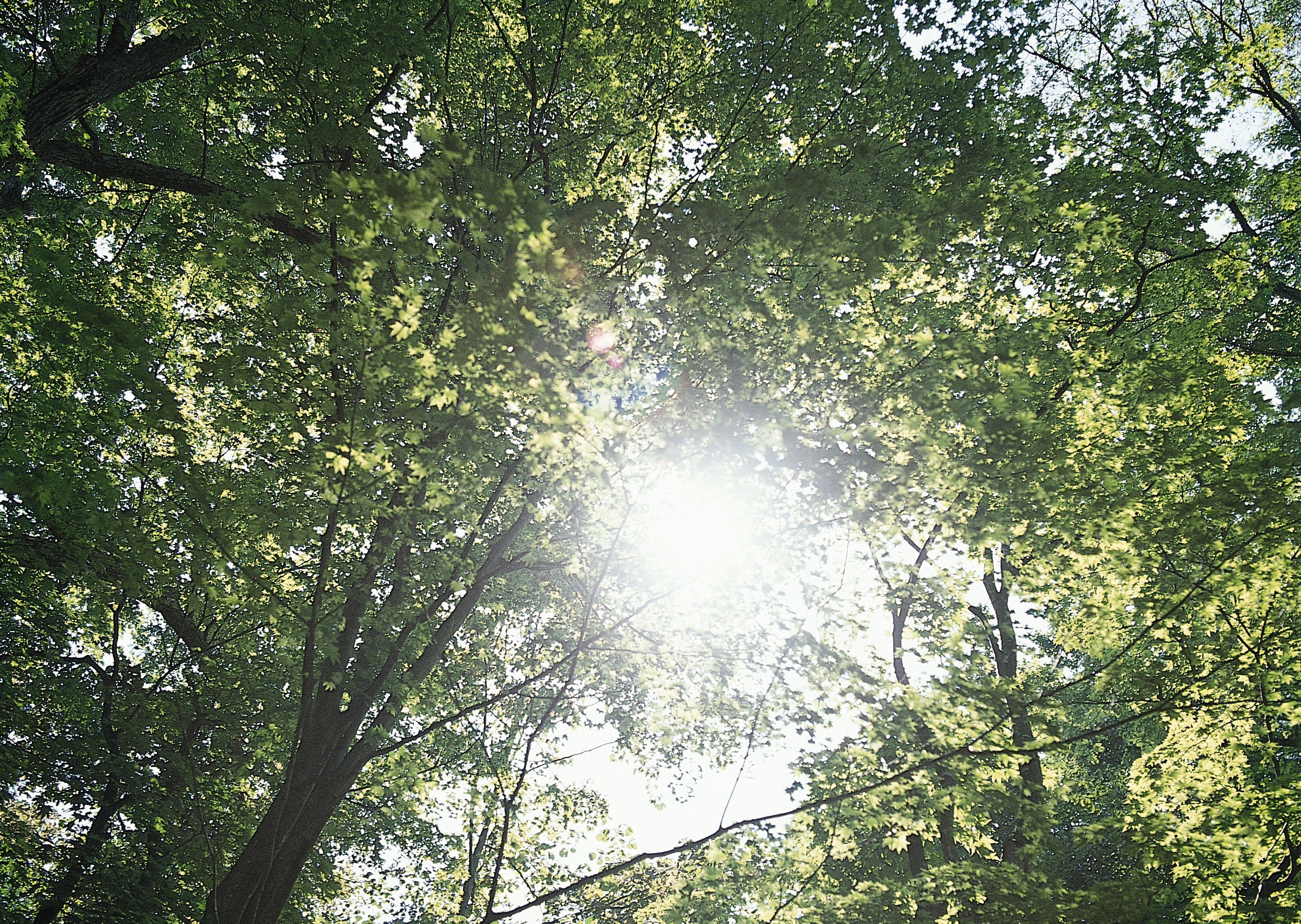 Sunlight through tree canopy