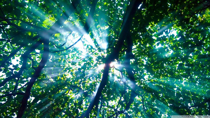 Sunlight through tree canopy