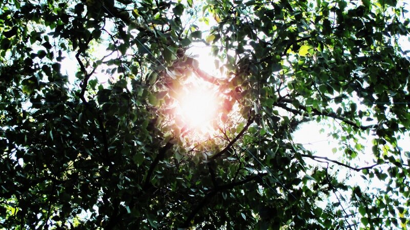 Sunlight through tree canopy
