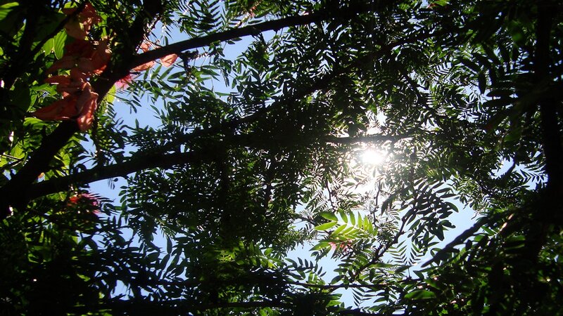 Sunlight through tree canopy