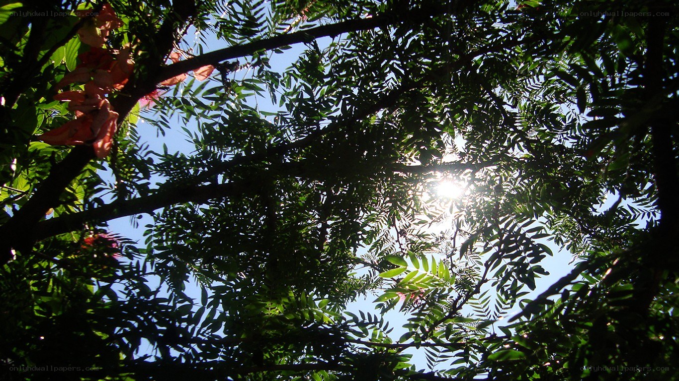 Sunlight through tree canopy