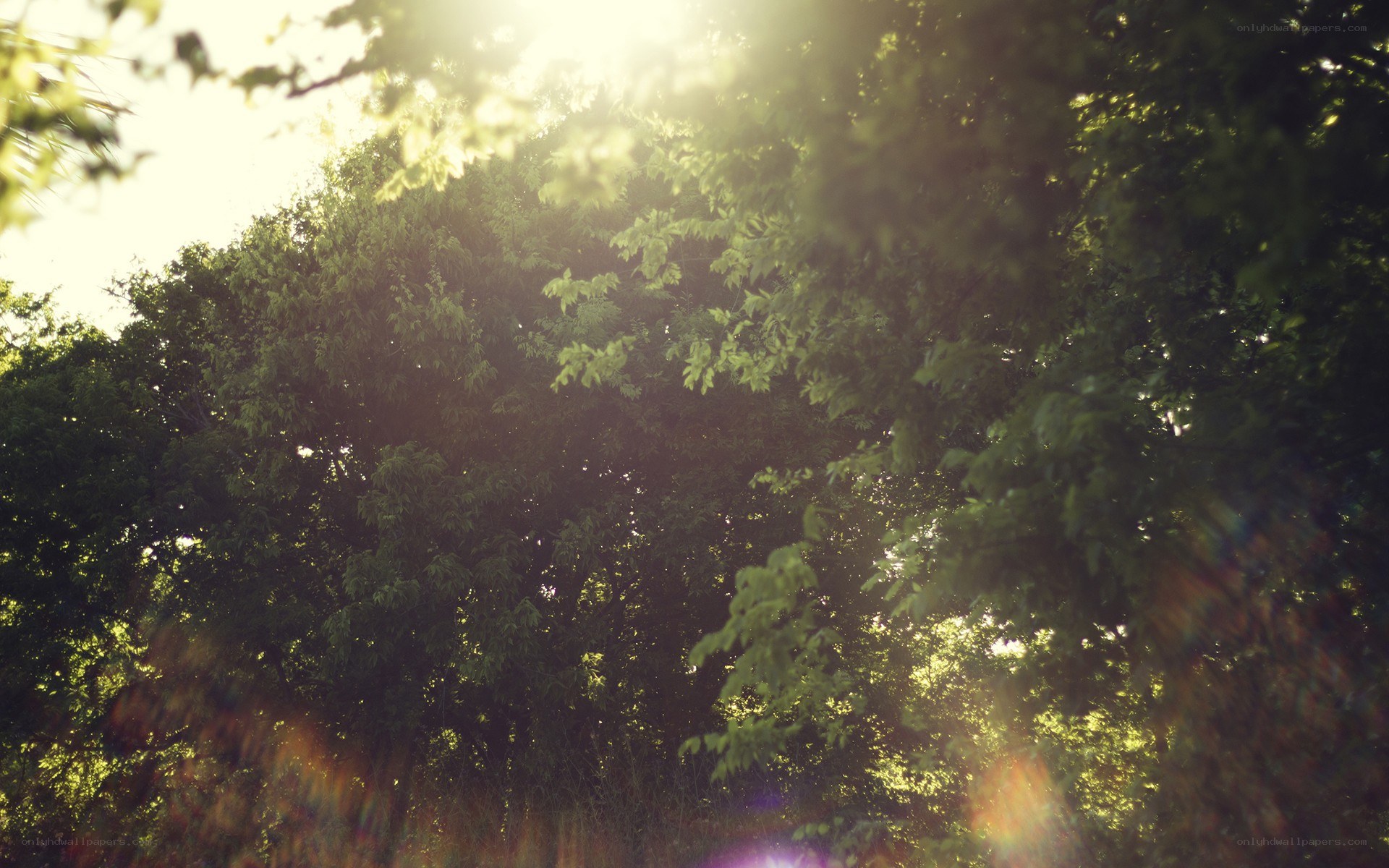Sunlight through tree canopy