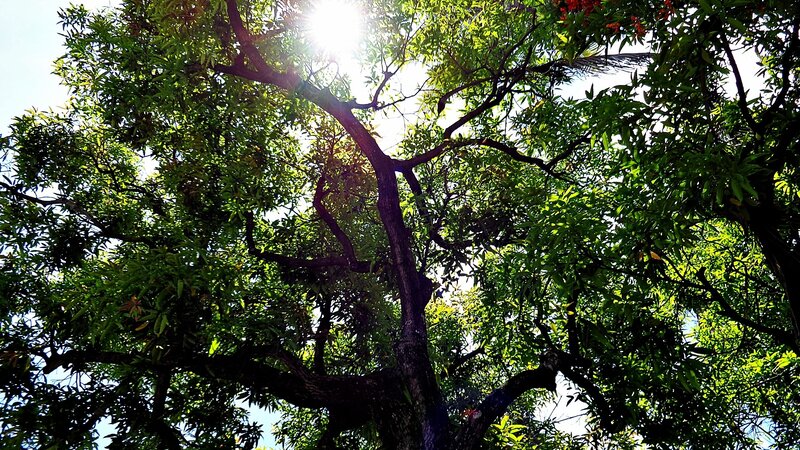 sunlight through tree canopy