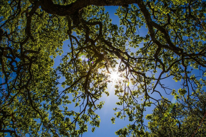 Sunlight through tree canopy