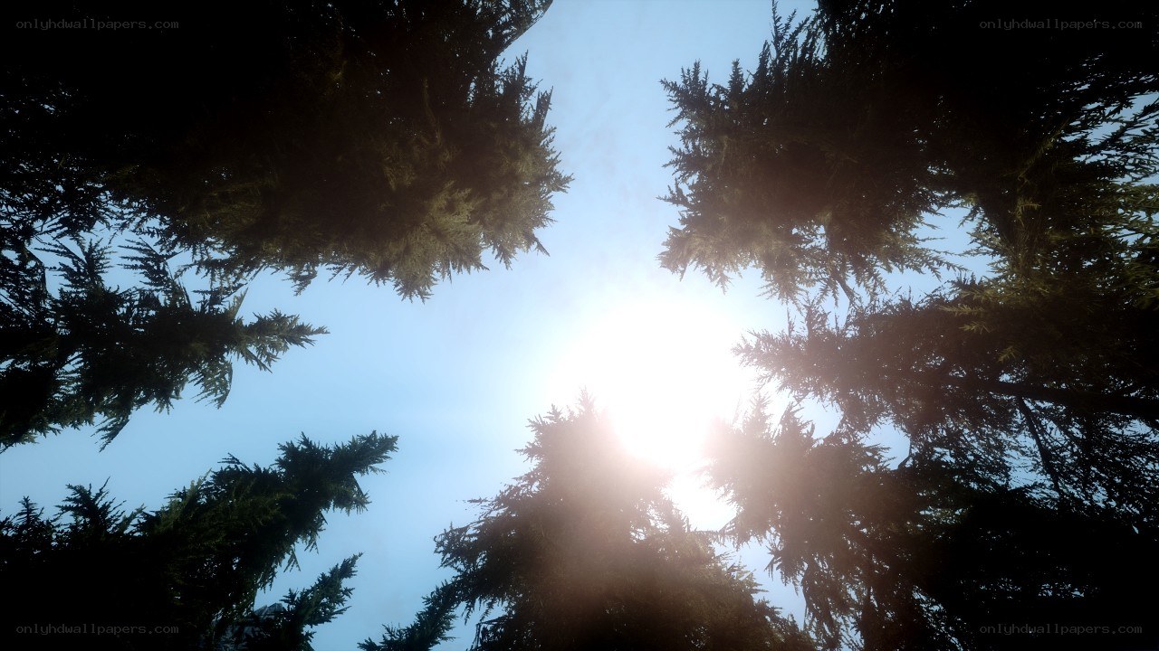 Sunlight through tree canopy