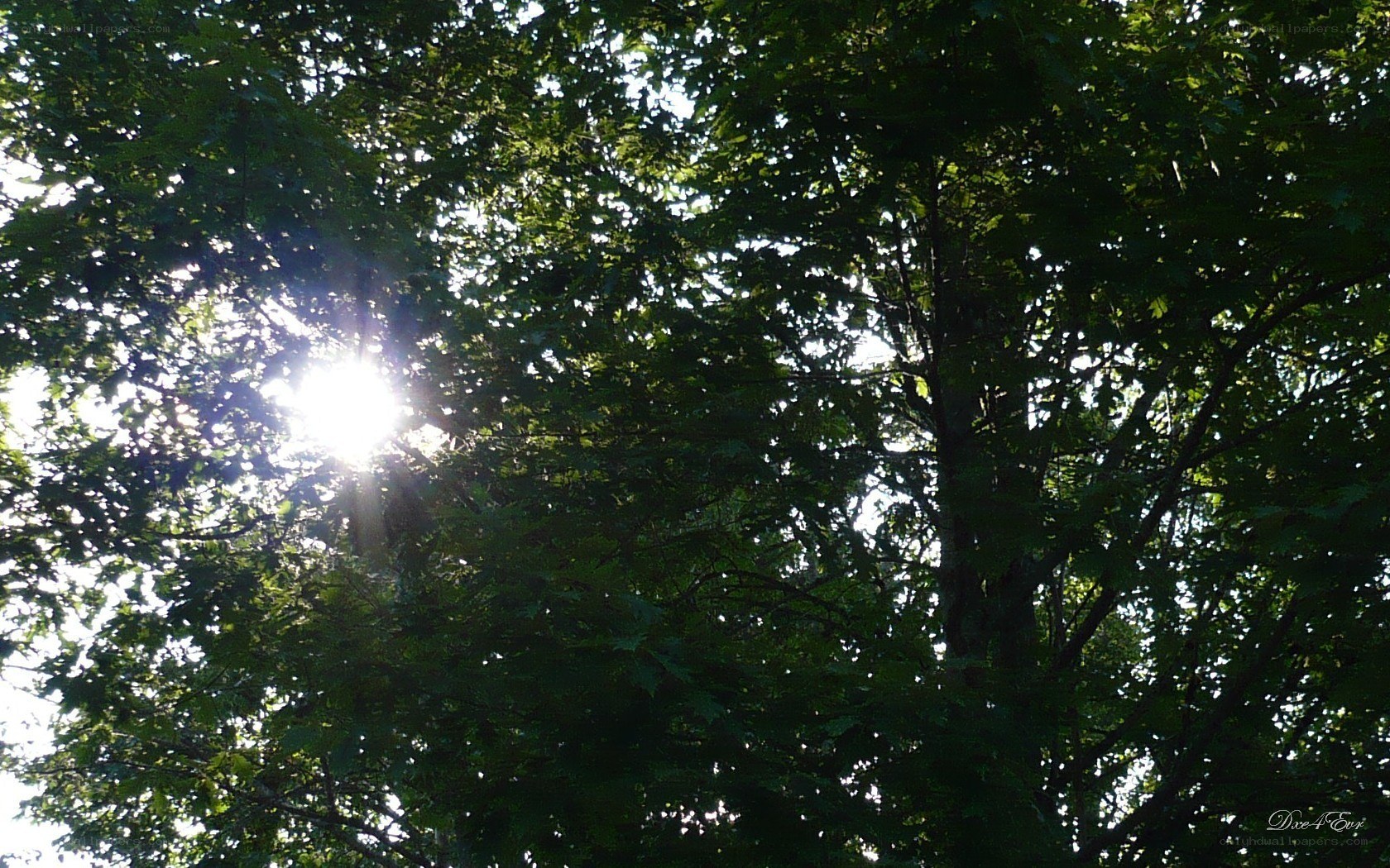 Sunlight through tree canopy