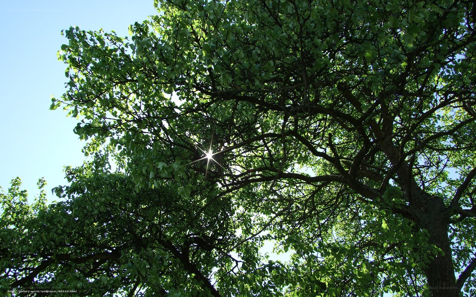 Sunlight through tree canopy