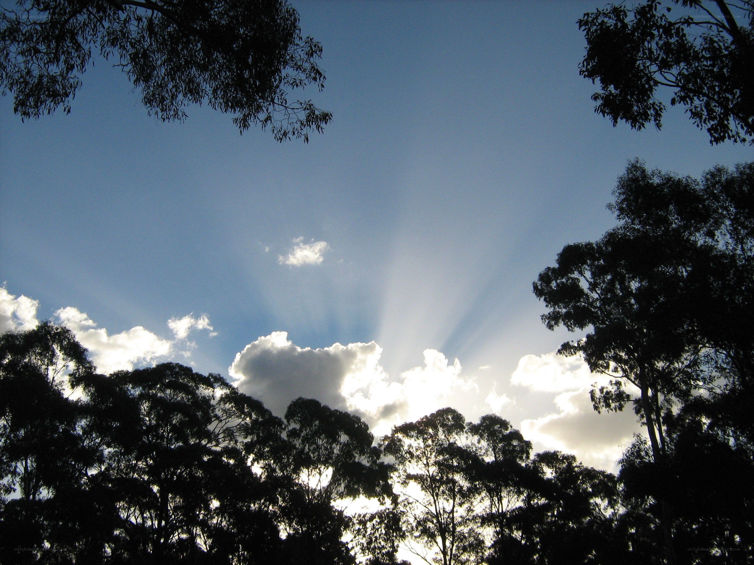 Sunlight through tree canopy