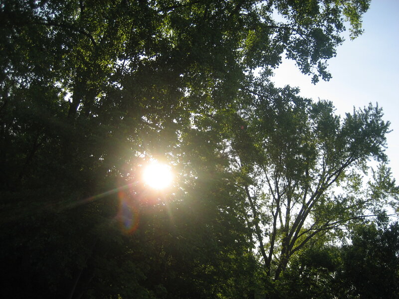 Sunlight through tree canopy