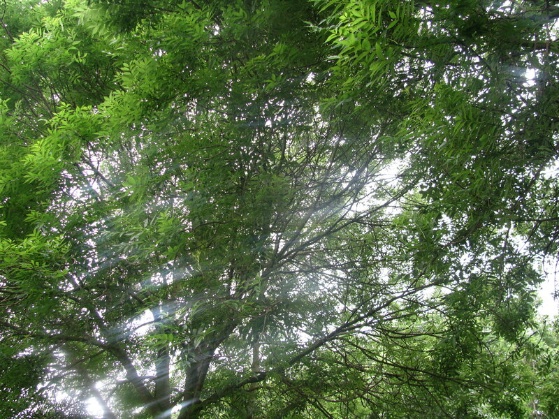 sunlight through tree canopy