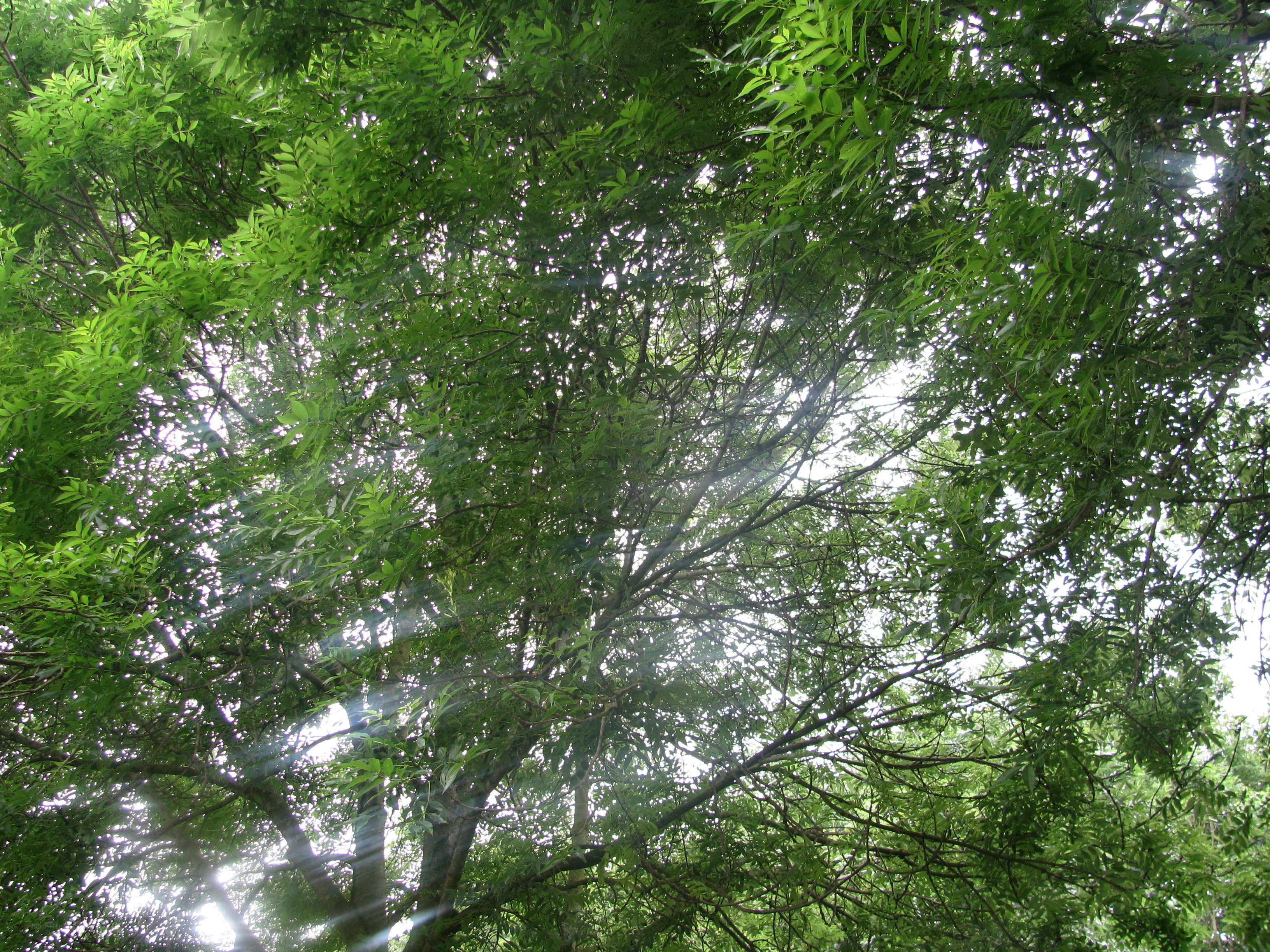 sunlight through tree canopy