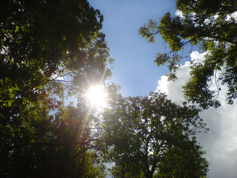 Sunlight through tree canopy