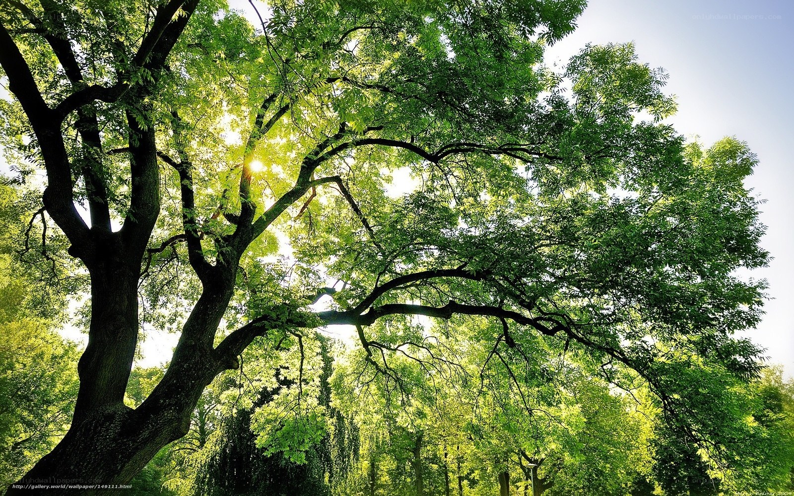 Sunlight through tree canopy