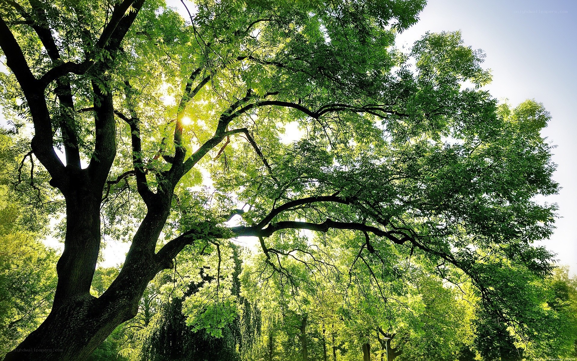 Sunlight through tree canopy