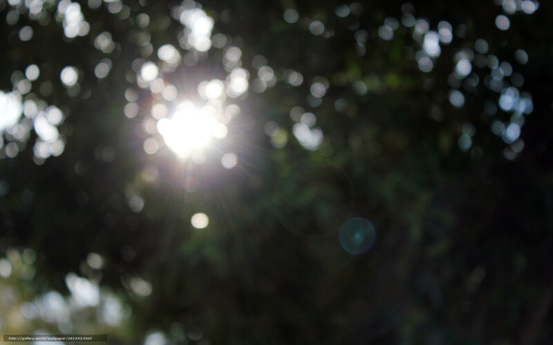 Sunlight through tree canopy