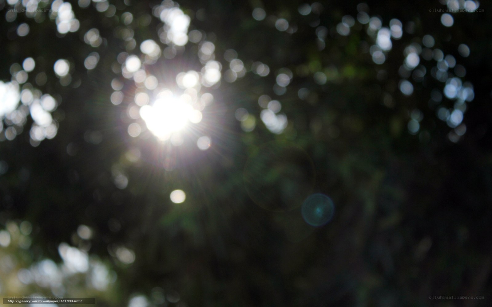 Sunlight through tree canopy