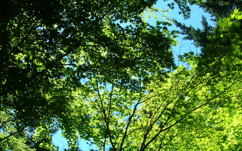 Sunlight through tree canopy