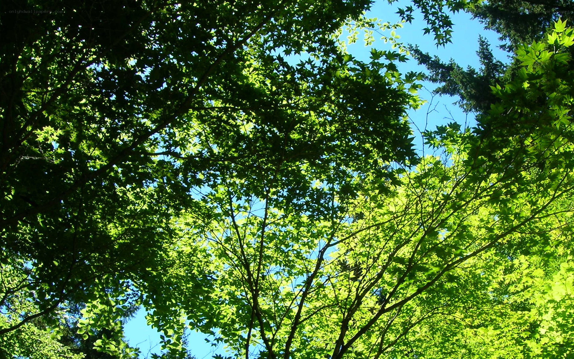 Sunlight through tree canopy