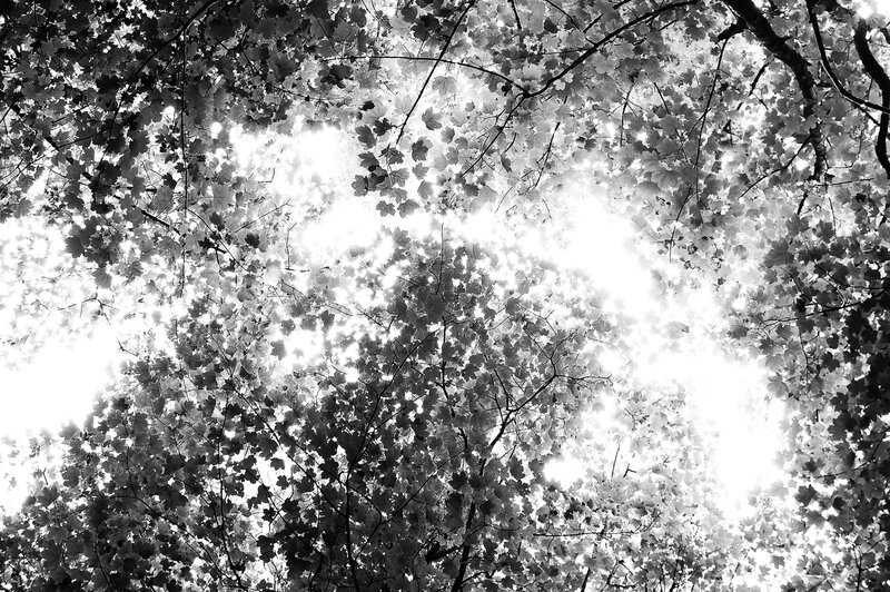 Sunlight through tree canopy