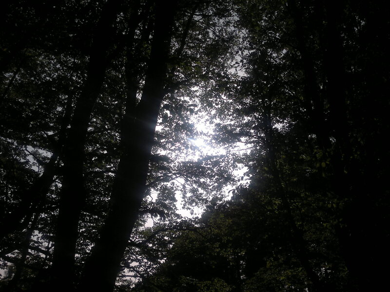 Sunlight Through Tree Canopy — Black