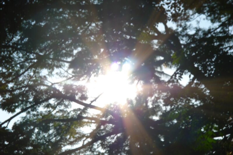 Sunlight Through Tree Canopy — Green, Dramatic, Afternoon