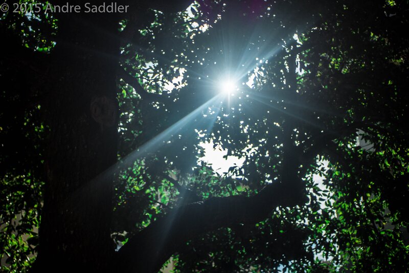 Sunlight Through Tree Canopy — Green, Dramatic