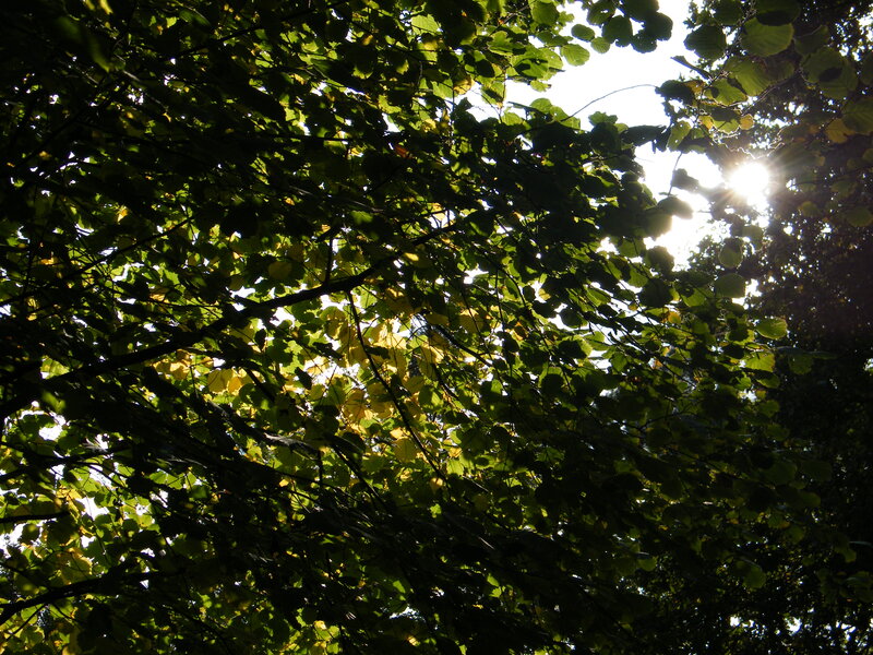 Sunlight Through Tree Canopy — Green, Serene, Afternoon, Photograph, Leaves, Branches