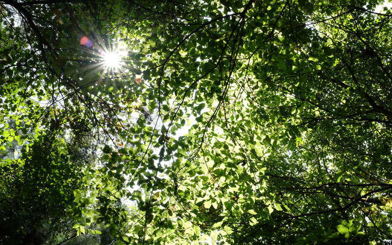 Sunlight Through Tree Canopy — Green, Serene, Afternoon, Photograph, Leaves