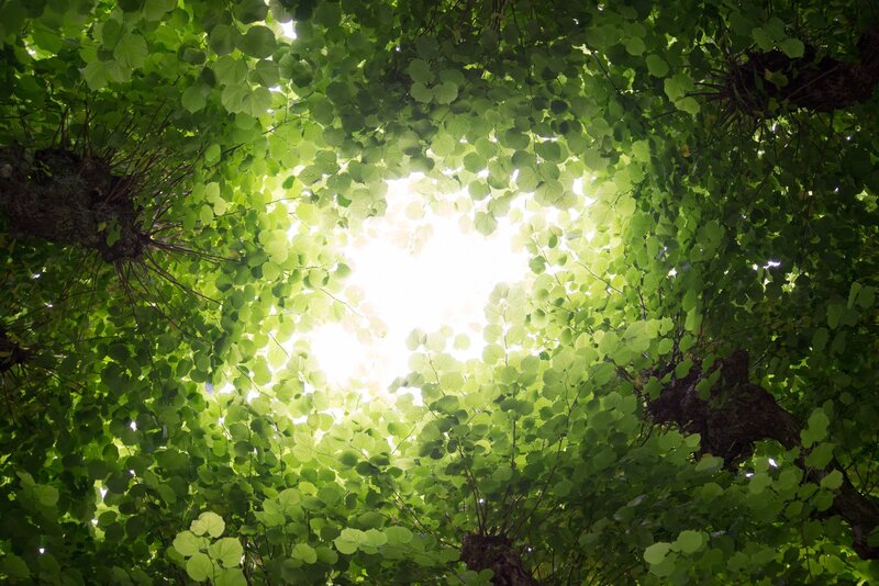 Sunlight Through Tree Canopy — Green, Serene, Afternoon, Photograph, Leaves, Tree Trunks
