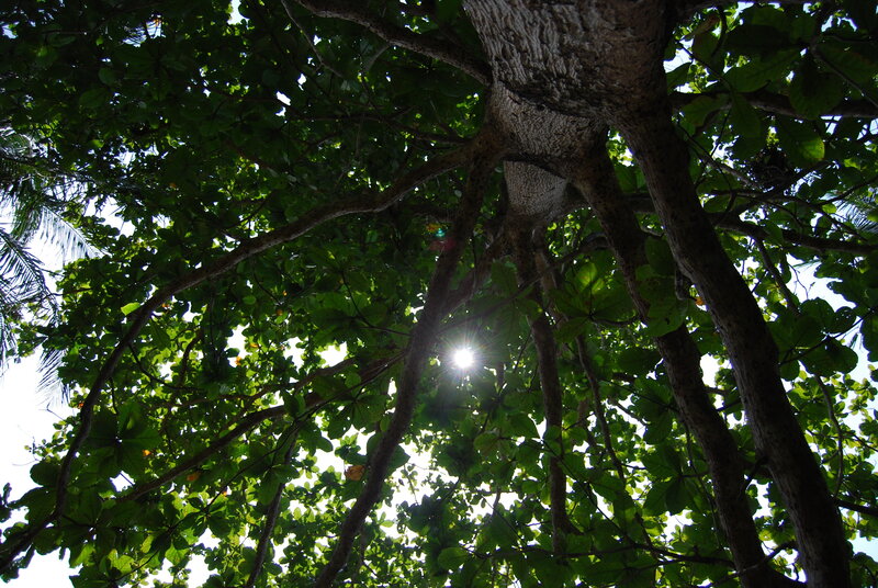 Sunlight Through Tree Canopy — Green, Serene, Afternoon, Photograph, Sun, Leaves, Brown, White