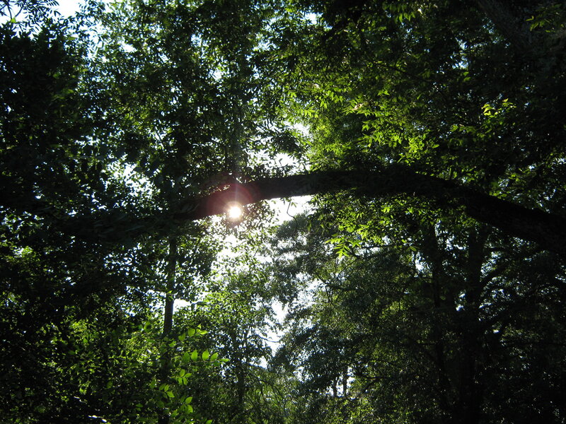 Sunlight Through Tree Canopy — Green, Serene, Afternoon, Photograph, Sun