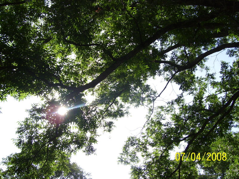 Sunlight Through Tree Canopy — Green, Serene, Afternoon, Photograph, Sun, Tree Branches