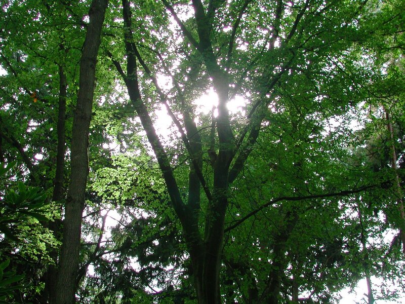 Sunlight Through Tree Canopy — Green, Serene, Afternoon, Photograph
