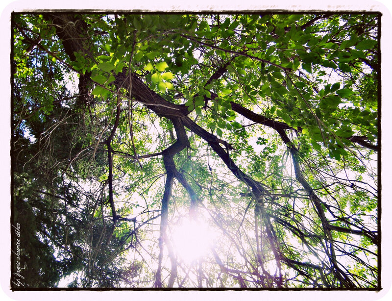 Sunlight Through Tree Canopy — Green, Serene, Afternoon, Photograph, Tree Branches