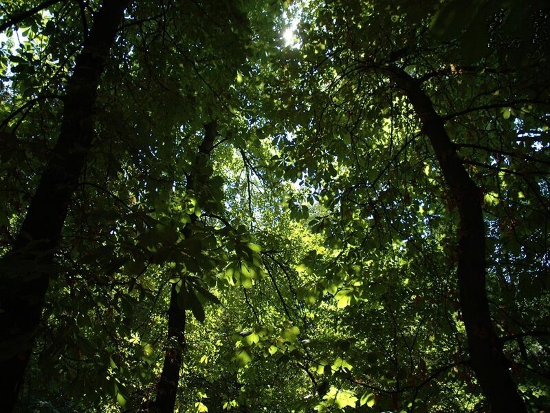 Sunlight Through Tree Canopy — Green, Serene, Afternoon, Photograph, Trees, Leaves, Black