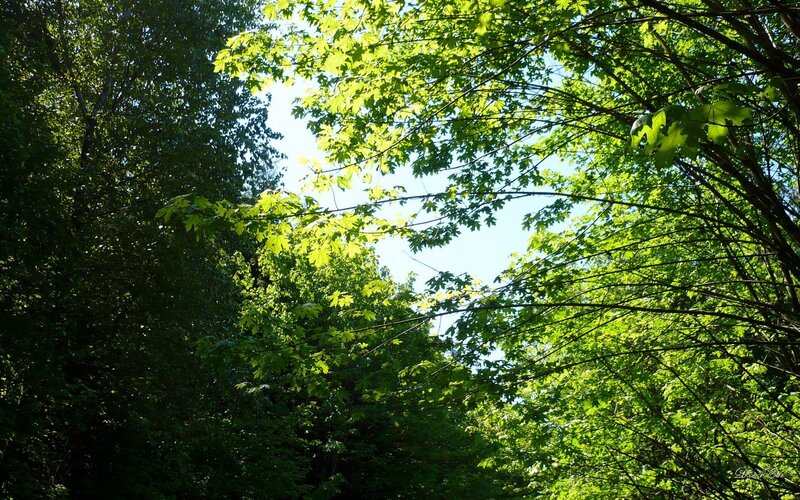 Sunlight Through Tree Canopy — Green, Serene, Afternoon, Photograph, Trees, Leaves, Sky