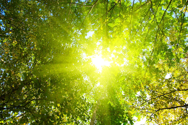 Sunlight Through Tree Canopy — Green, Serene, Afternoon, Photograph, Trees, Leaves