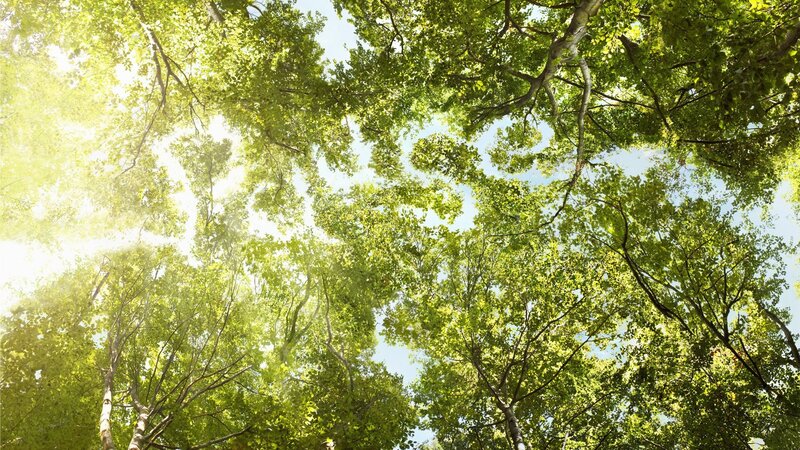 Sunlight Through Tree Canopy — Green, Serene, Afternoon, Photograph, Trees, Sky, Blue