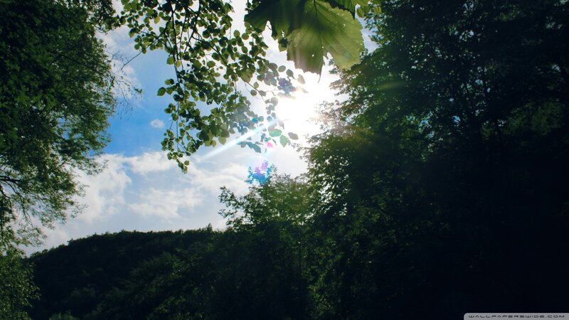 Sunlight Through Tree Canopy — Green, Serene, Afternoon, Photograph, Trees, Sky, Clouds